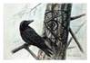 Raven Shadow